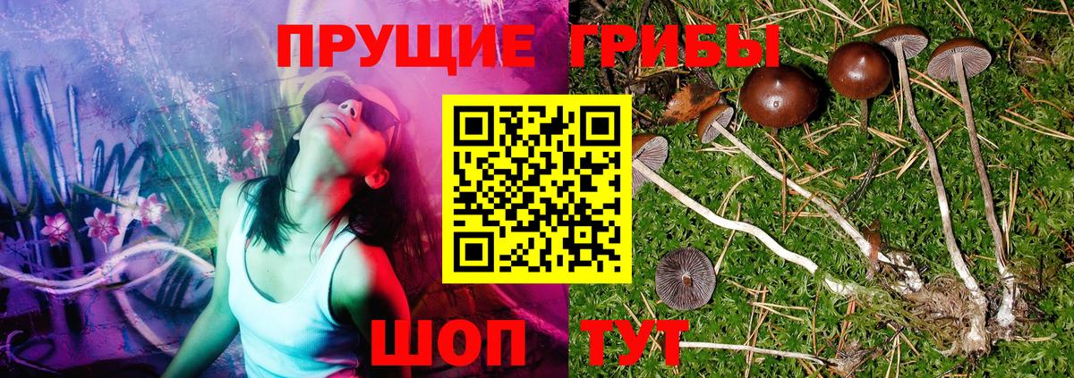 Клинцы  Галлюциногенные грибы Psilocybe  Вход с VPN  Псилоцибиновые грибы Psilocybine cubensis 